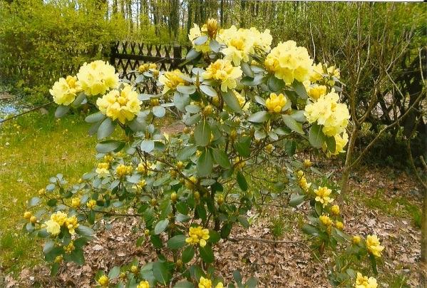 rhododendron