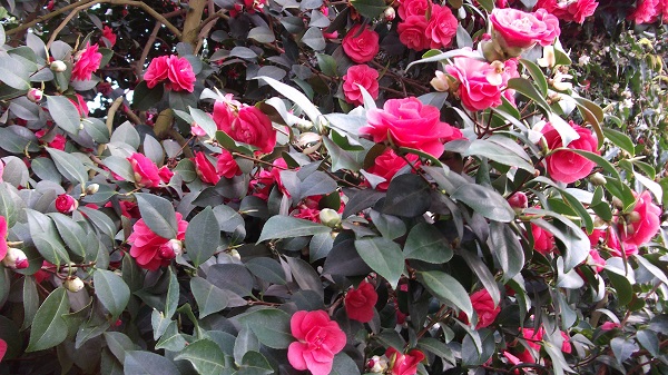 fruehling2