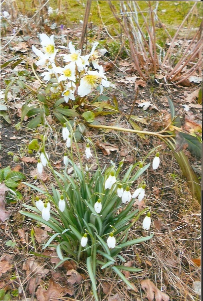 kiefern006