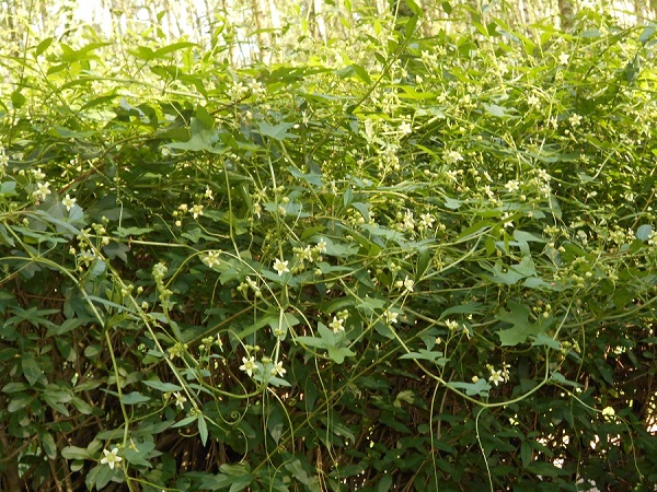 kiefern010