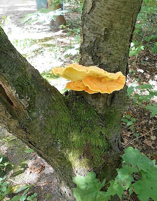 kiefern012