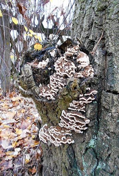 kiefern015