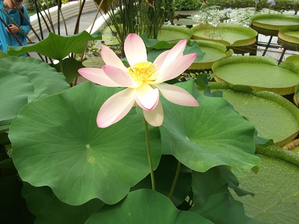 lotus