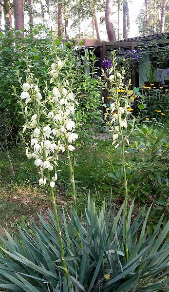 yucca