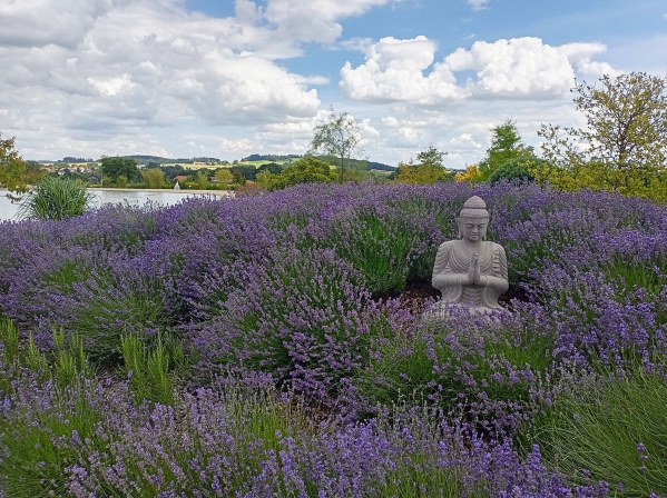 lavendel1