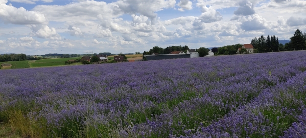 lavendel2