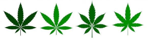 cannabis