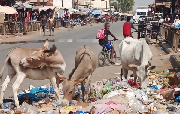 2024-wafrika05