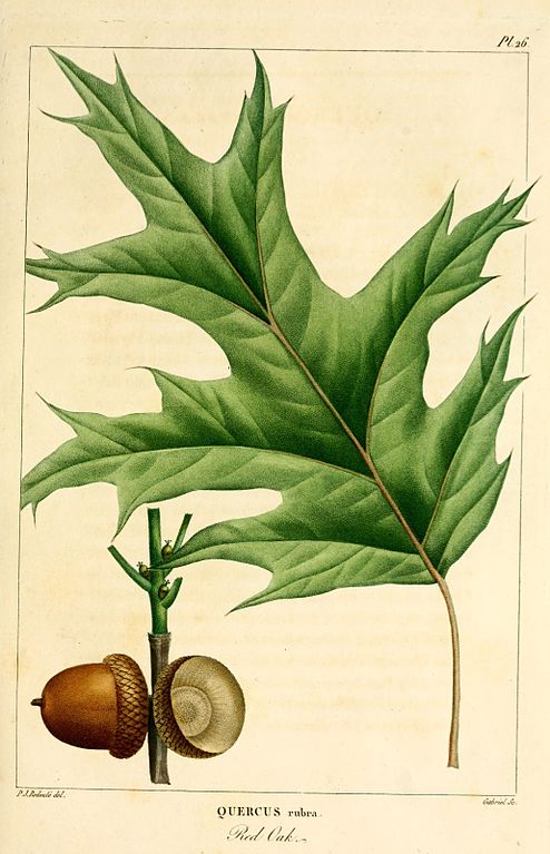 roteiche
