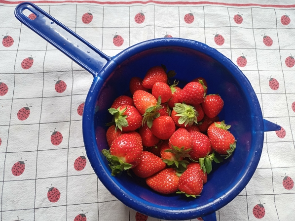 erdbeeren
