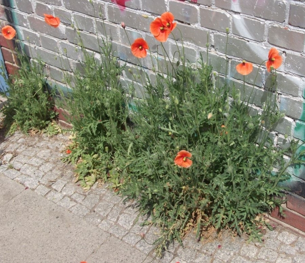 klatschmohn