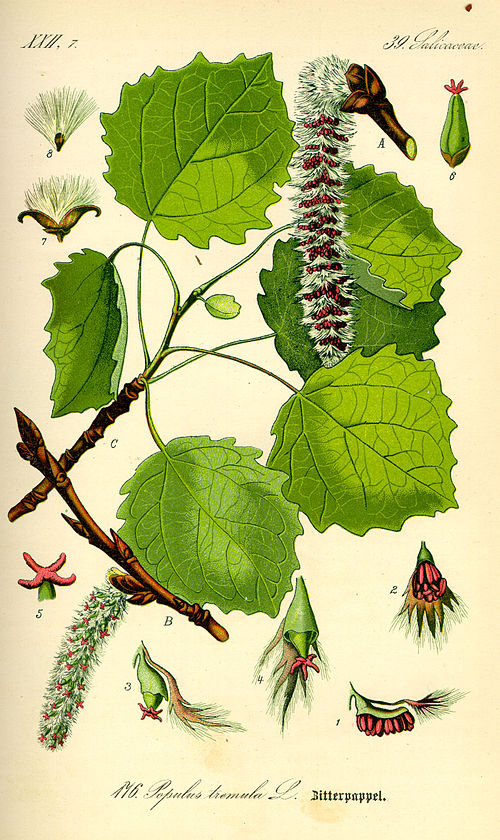 zitterpappel