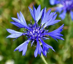 kornblume